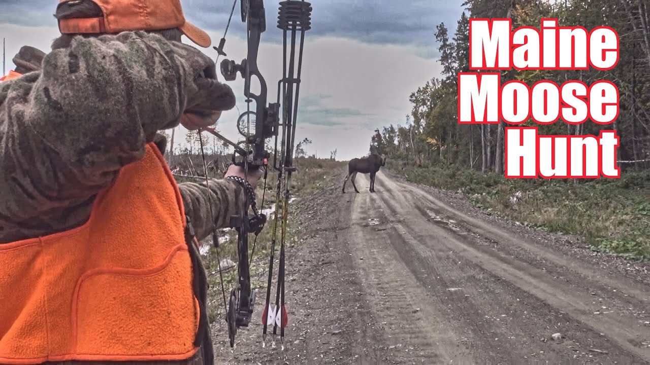 Confused hunter looking the wrong way while a moose stands behind him