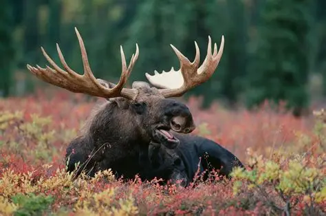 Large Maine bull moose standing in a pond with fog in the background