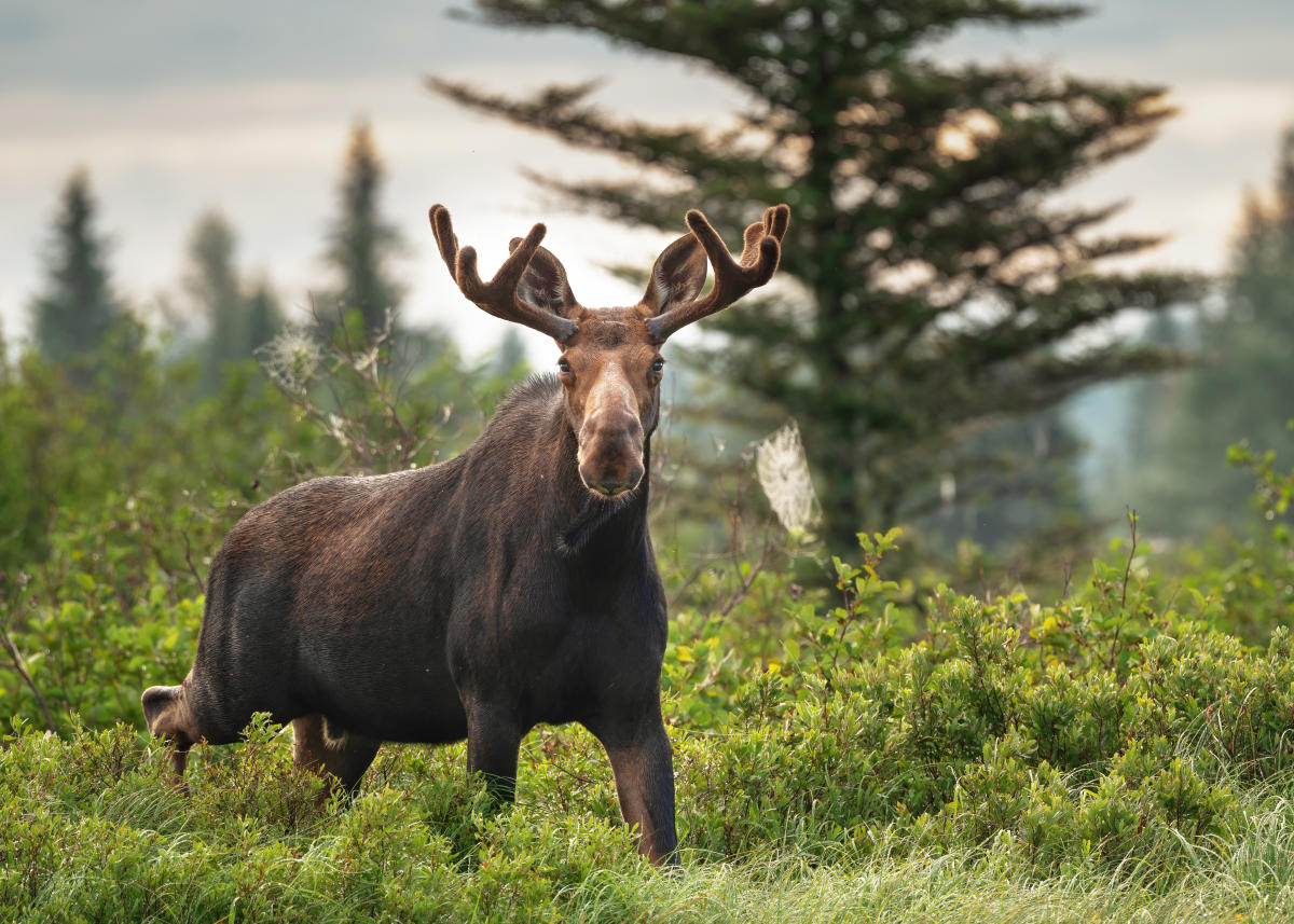 Moose standing in a wetland with Maine forest in the background